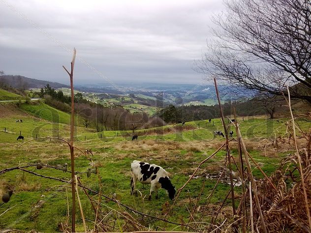 vixion natura
