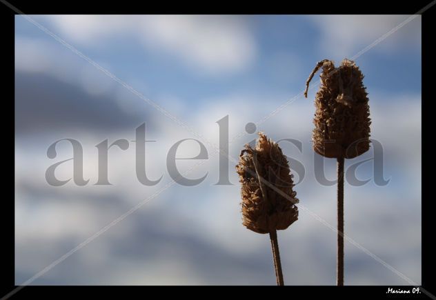 flores secas