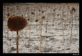 girasol