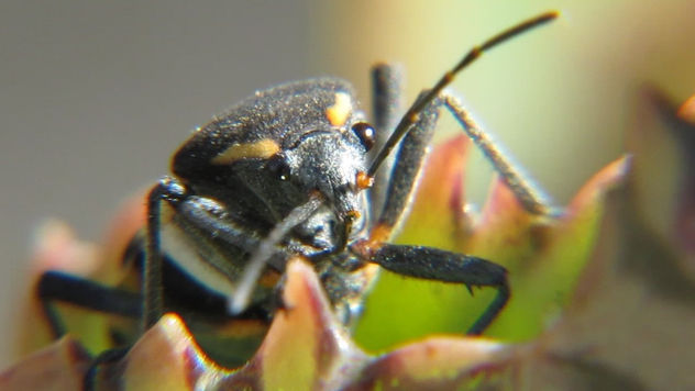 HEMIPTERA - INSECTOS DE ARGENTINA