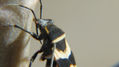 HEMIPTERA 2 - INSECTOS DE ARGENTINA
