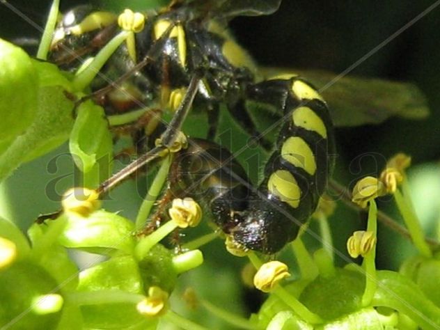BEEWOLVES - AVISPA - INSECTOS DE ARGENTINA