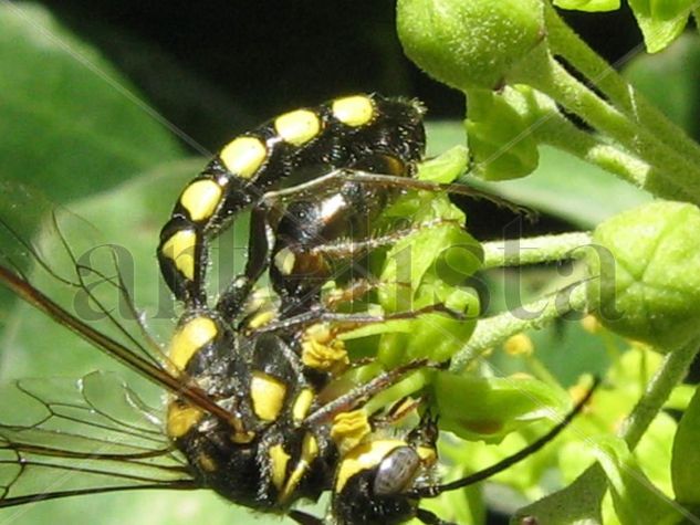 BEEWOLVES - AVISPA 2 - INSECTOS DE ARGENTINA Naturaleza Color (Digital)