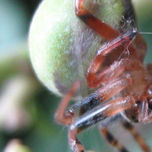 ARAÑAS thumbnail 1