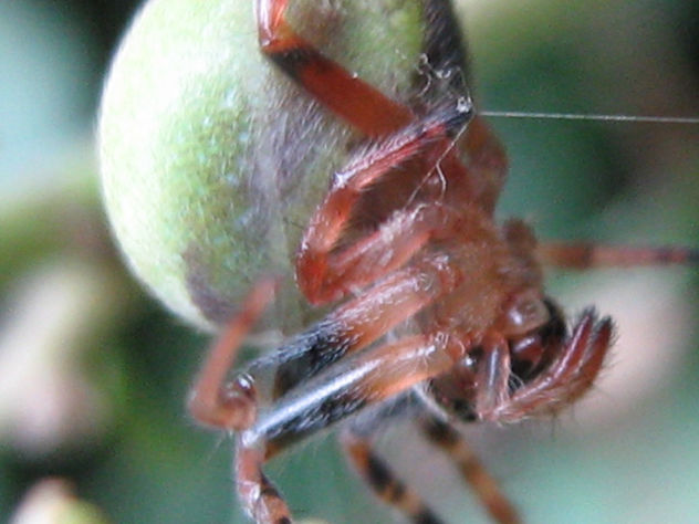 CUCUMBER GREEN SPIDER - ARAÑA VERDE - ARACNIDOS DE ARGENTINA