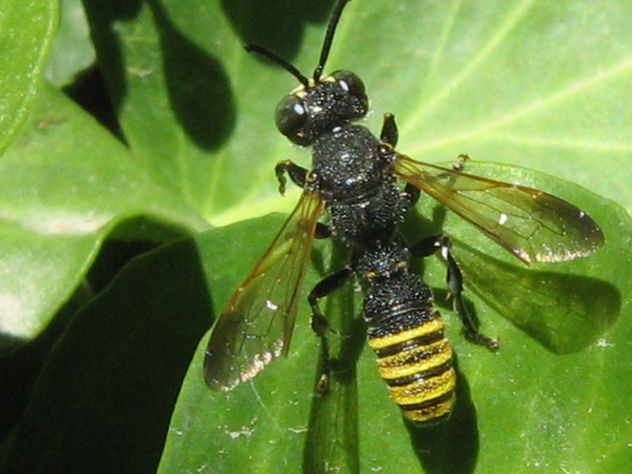 PEQUEÑA AVISPA 2 - INSECTOS DE ARGENTINA