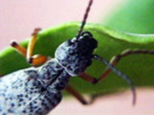 BICHO MORO - INSECTOS DE ARGENTINA