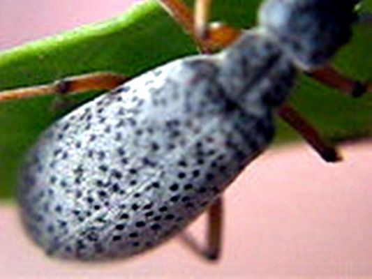 BICHO MORO 2 (CUERPO) - INSECTOS DE ARGENTINA