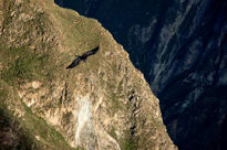 CAñon del COlca