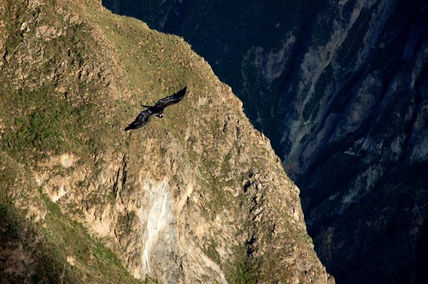 CAñon del COlca