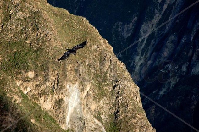 CAñon del COlca 