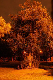 Tree Eyes