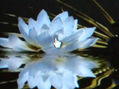 Flor de mi sueño