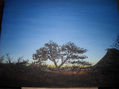 arbo en kenia