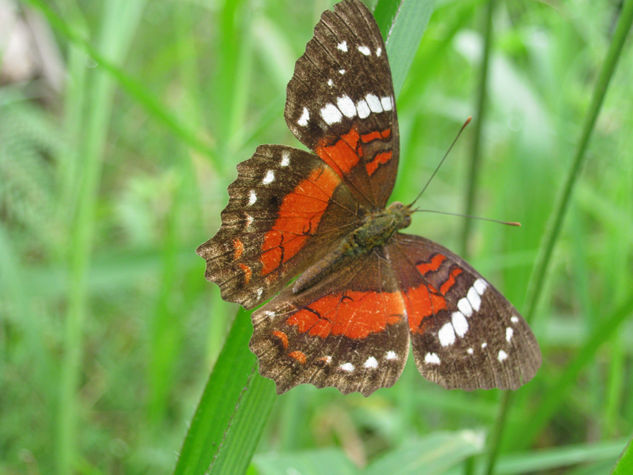 Mariposa 