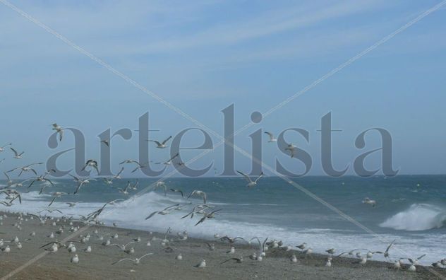 Vuelo gaviota