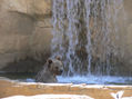 baño del oso