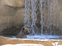 Baño del oso