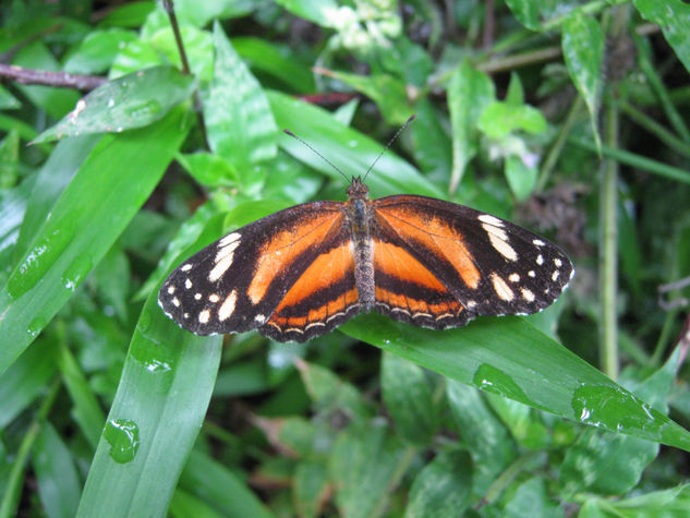 Mariposa libre 