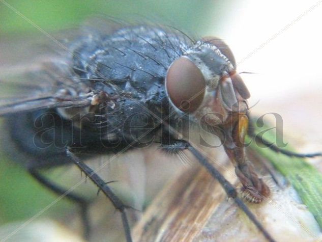 Mosca azul de la carne - Calliphora vicina - Calliphora vomitoria - INSECTOS DE ARGENTINA Fotoperiodismo y documental Color (Digital)