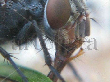Mosca azul de la...