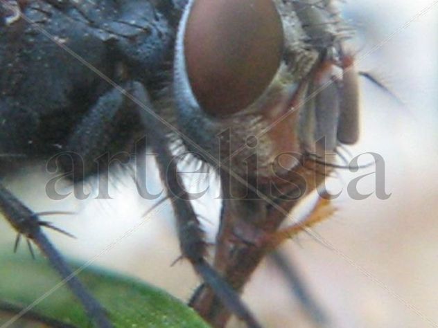 Mosca azul de la carne - Calliphora vicina - Calliphora vomitoria 2 - INSECTOS DE ARGENTINA