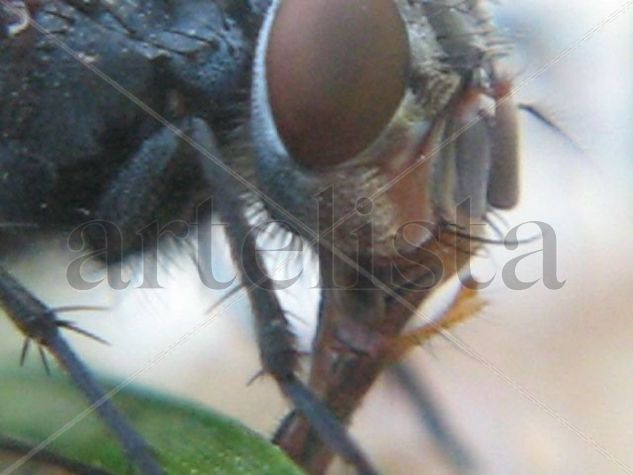 Mosca azul de la carne - Calliphora vicina - Calliphora vomitoria 2 - INSECTOS DE ARGENTINA Naturaleza Color (Digital)