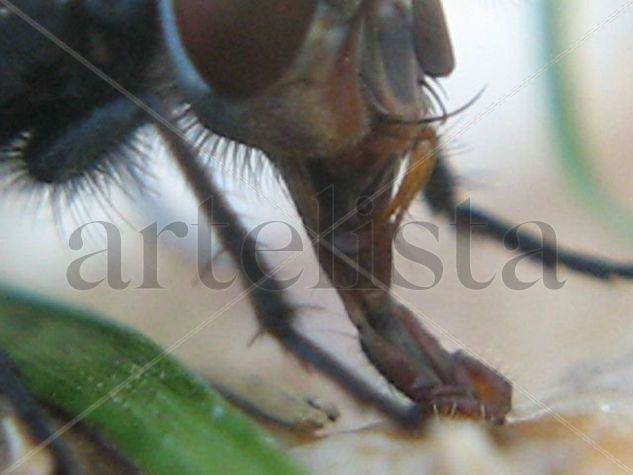 Mosca azul de la carne - Calliphora vicina - Calliphora vomitoria 3 - INSECTOS DE ARGENTINA Nature Color (Digital)