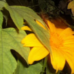 FLORES thumbnail 1