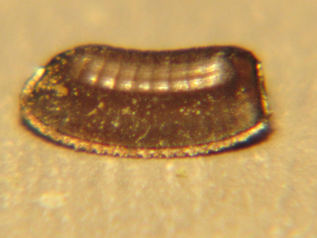Ooteca. de Loboptera decipiens - Blattellidae 2