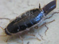 Loboptera decipiens - Blattellidae - Desovando - INSECTOS DE ARGENTINA