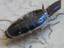 Loboptera decipiens...