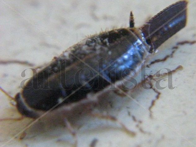 Loboptera decipiens - Blattellidae - Desovando - INSECTOS DE ARGENTINA