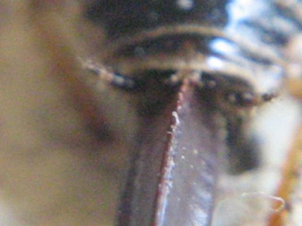 Loboptera decipiens...