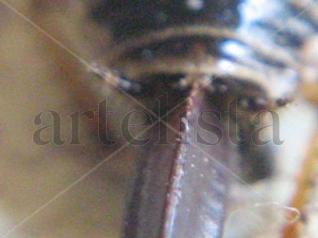 Loboptera decipiens - Blattellidae Desovando 2