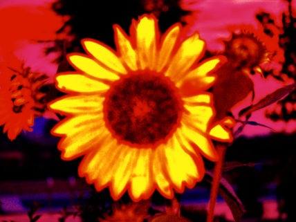 Girasol pop-sificado