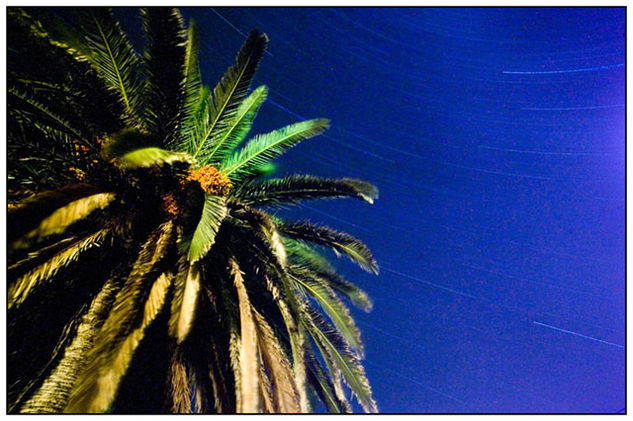 Estrellas y palmera Naturaleza Color (Digital)