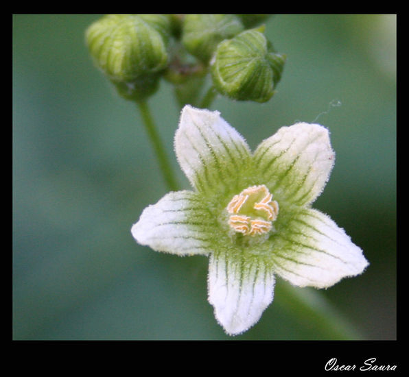 Flor Blanca Naturaleza Color (Digital)