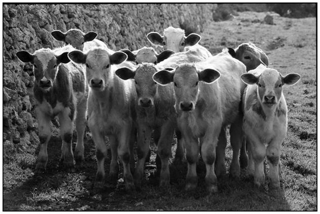 Ternura Naturaleza Blanco y Negro (Química)