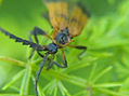 CALOPTERON RETICULATUM 2 - INSECTOS DE ARGENTINA