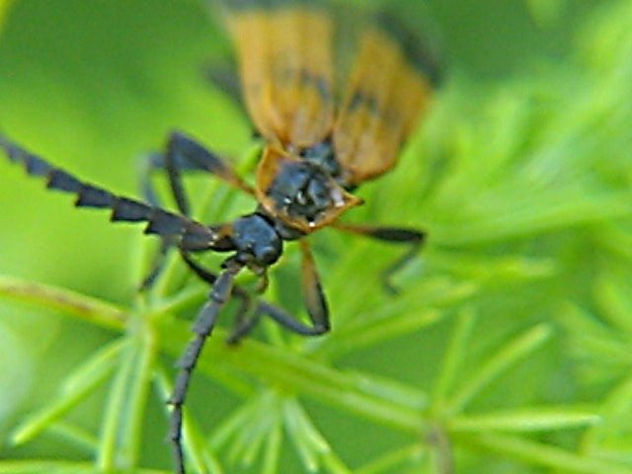 CALOPTERON RETICULATUM 2 - INSECTOS DE ARGENTINA