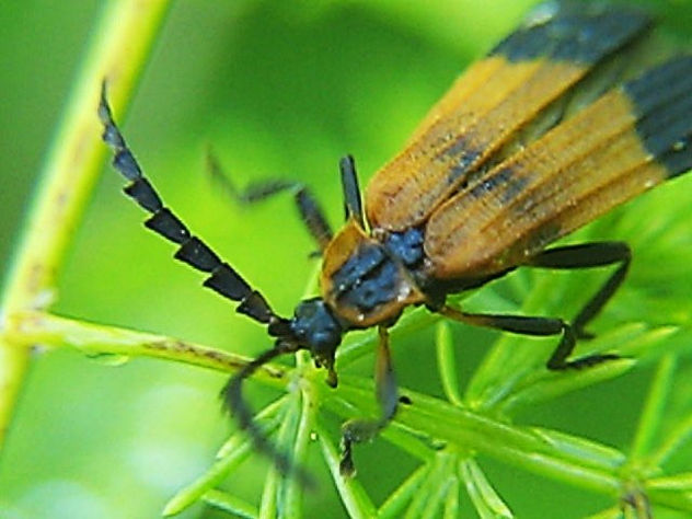 CALOPTERON RETICULATUM - INSECTOS DE ARGENTINA