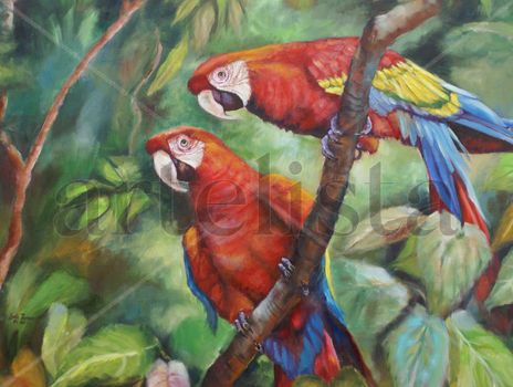 Guacamayos Rojos