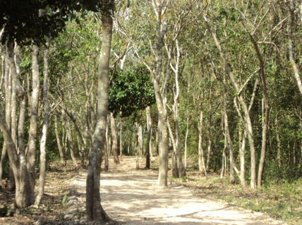 Camino