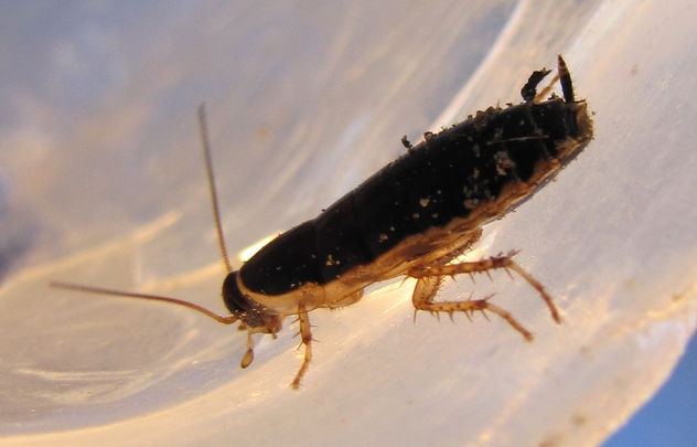Loboptera decipiens - INSECTOS DE ARGENTINA