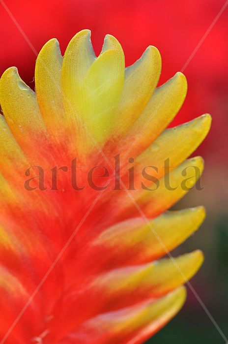 Colorida flor