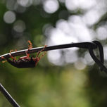 Animales e insectos thumbnail 1