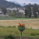 Natura thumbnail 1