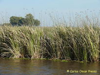 Arroyo y juncos