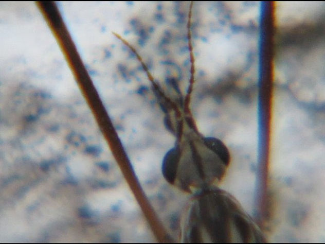 CRANE FILIES - TIPULA 2 - INSECTOS DE ARGENTINA